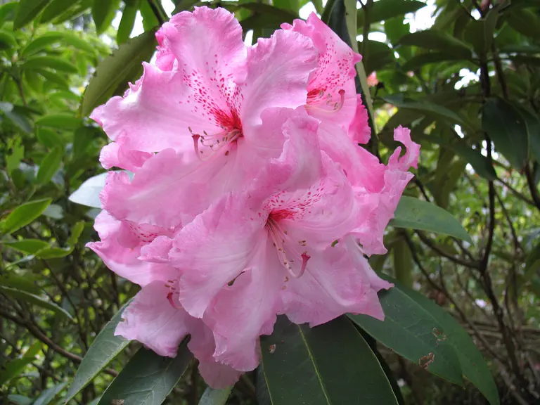 Photo of R. 'Cotton Candy', Rhododendron Hybrid