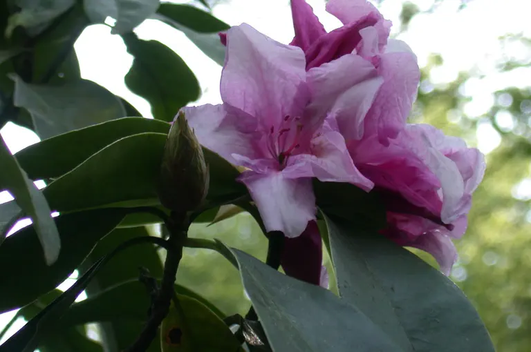 Photo of R. 'Countess of Athlone', Rhododendron Hybrid
