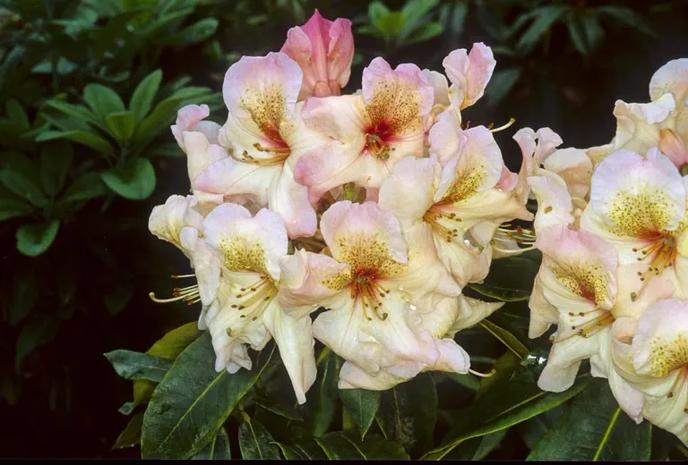 Photo of R. 'Stephen Clarke', Rhododendron Hybrid