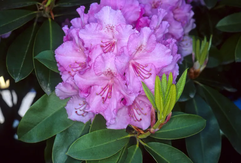 Photo of R. 'Countess of Derby', Rhododendron Hybrid