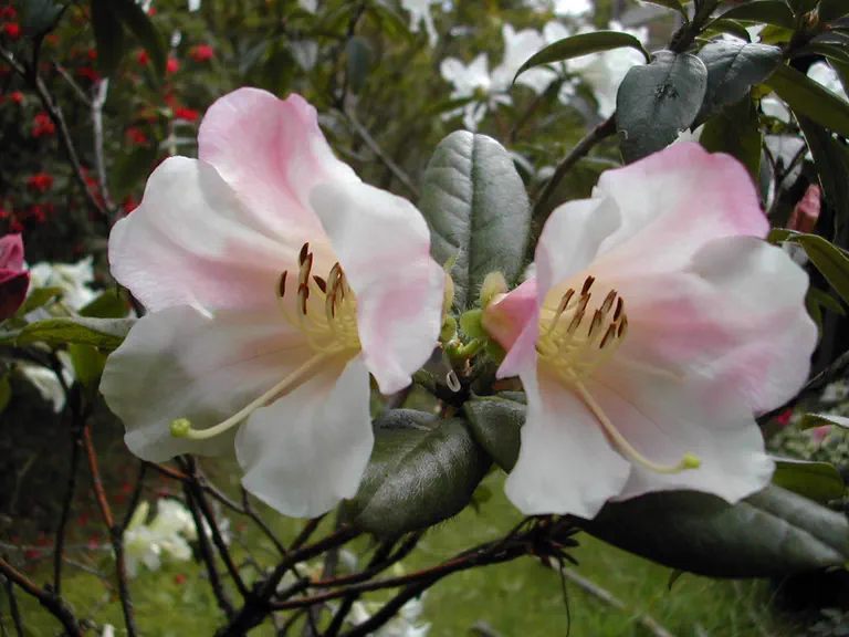 Photo of R. 'Countess of Haddington', Rhododendron Hybrid