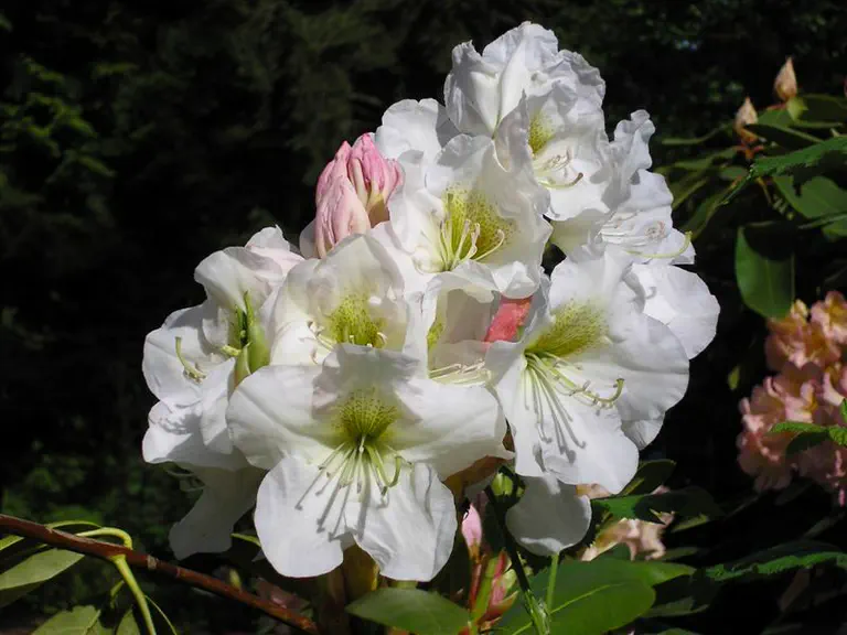 Photo of R. 'Catalode', Rhododendron Hybrid