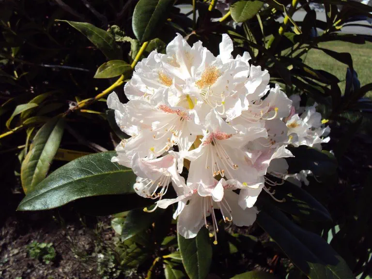 Photo of R. 'Cunningham's White', Rhododendron Hybrid