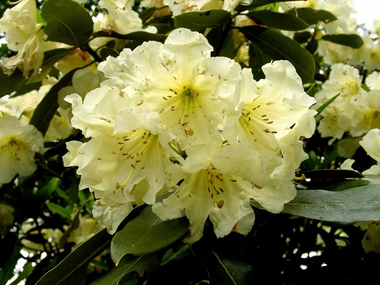 Photo of R. 'Clara Raustein', Rhododendron Hybrid
