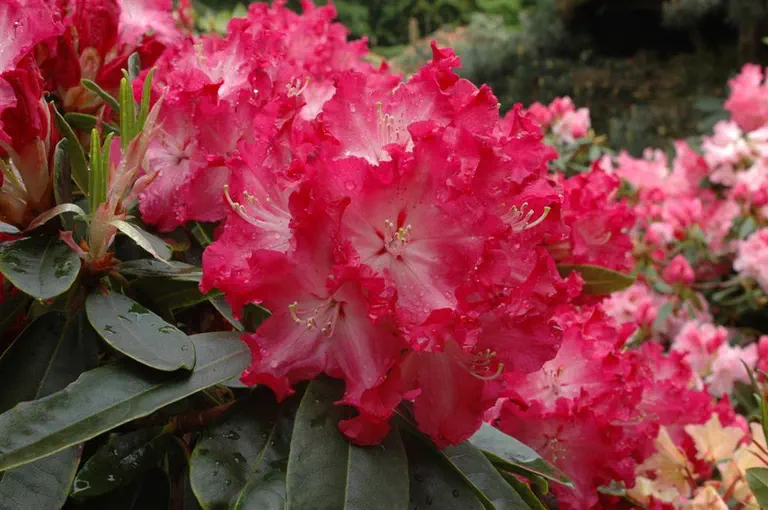 Photo of R. 'Cranberry Lace', Rhododendron Hybrid