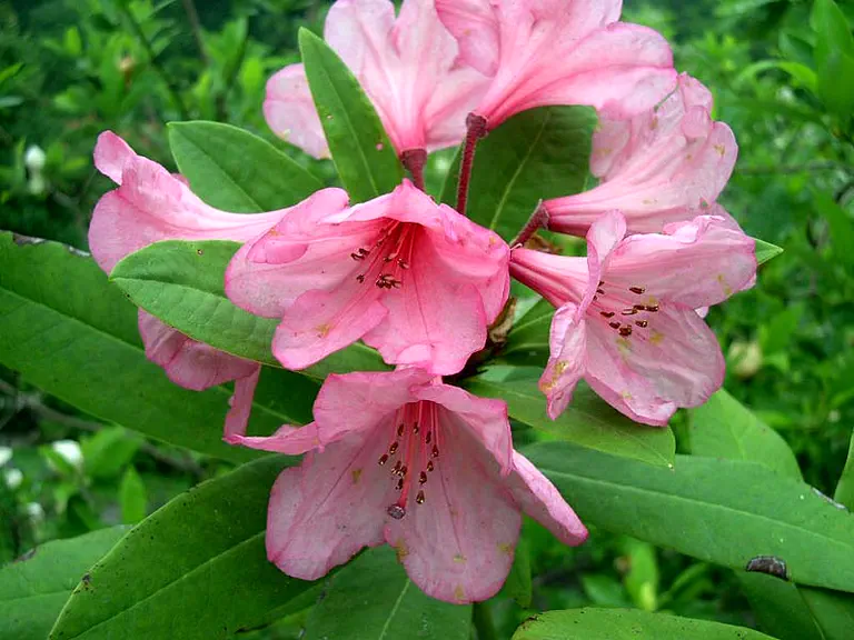 Photo of R. 'Almost', Rhododendron Hybrid