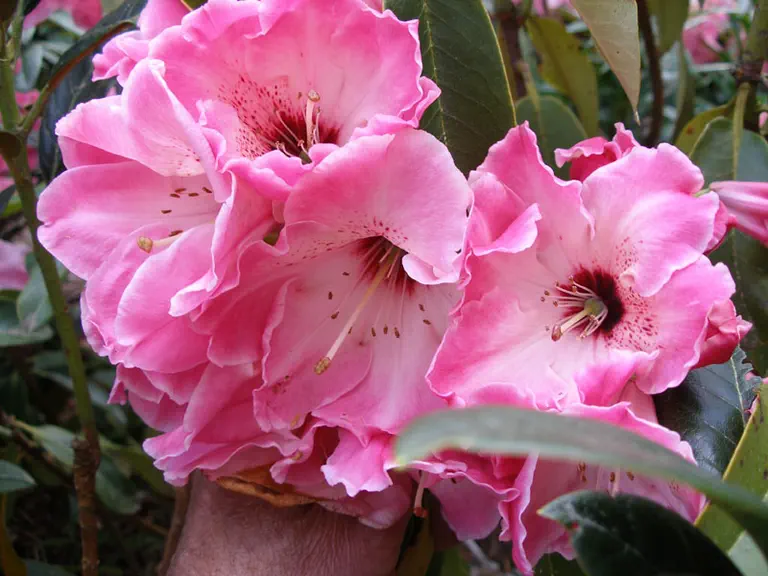 Photo of R. 'Cranberry Swirl', Rhododendron Hybrid