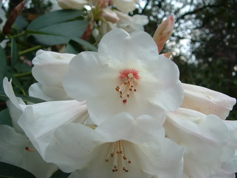 Photo of R. 'White Glory', Rhododendron Hybrid