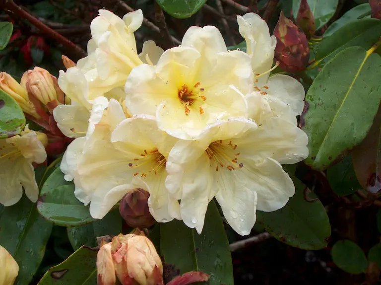 Photo of R. 'Cream Glory', Rhododendron Hybrid
