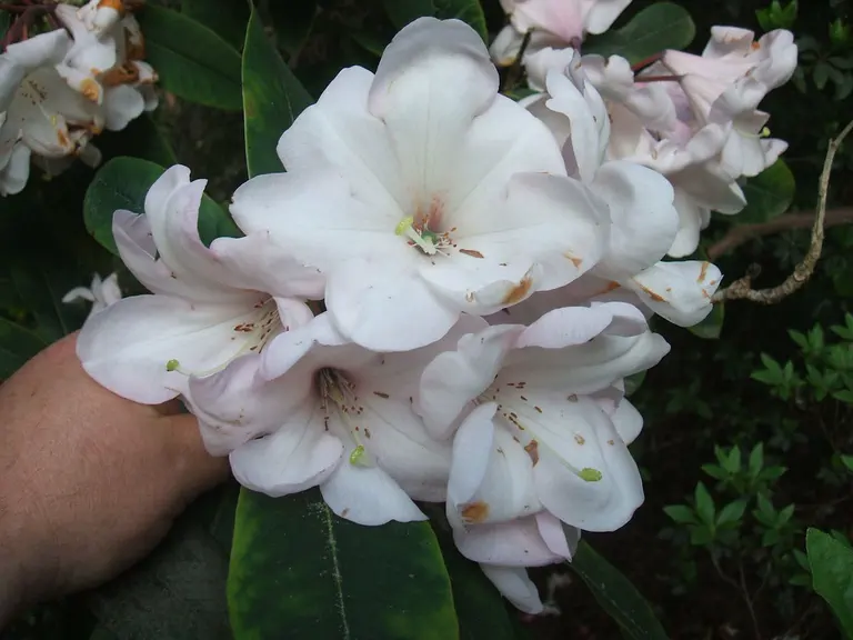 Photo of R. 'Mrs C. Whitner', Rhododendron Hybrid