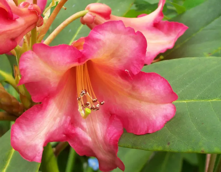 Photo of R. 'Heritage Nicholas', Rhododendron Hybrid