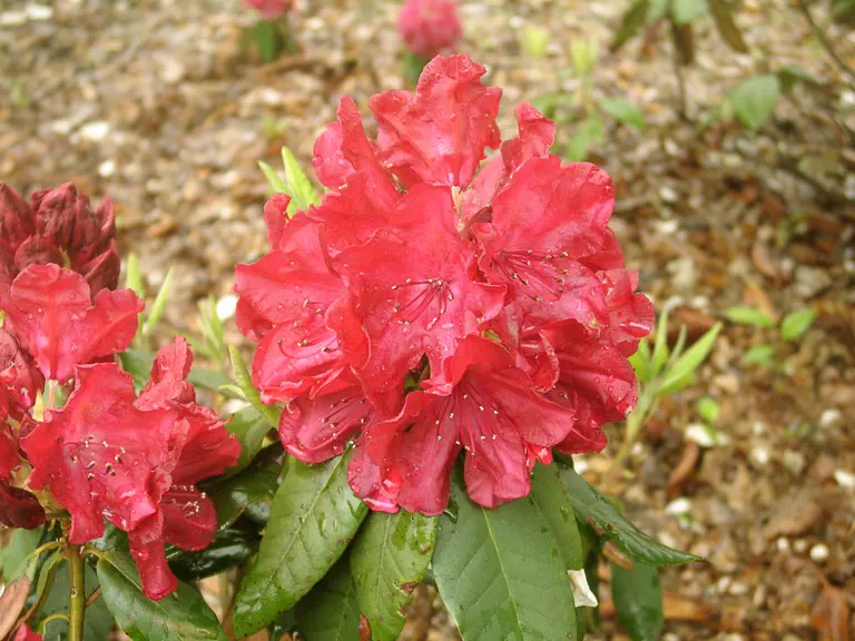 Photo of R. 'Donna's Day', Rhododendron Hybrid