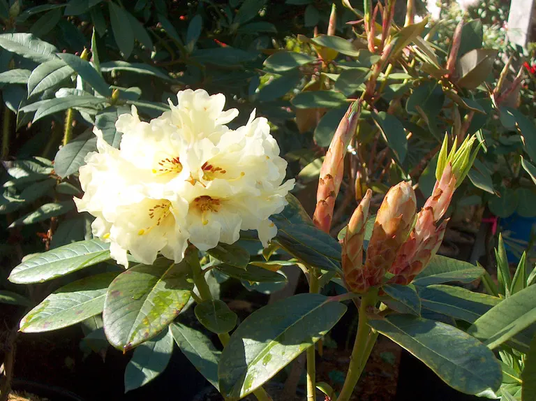 Photo of R. 'Nancy Evans x macabeanum', Rhododendron Hybrid
