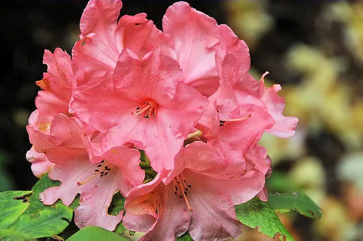 Photo of R. 'Mrs Lammot Copeland x Dazzler', Rhododendron Hybrid