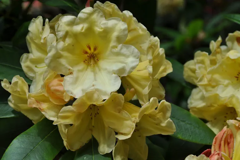 Photo of R. 'Mrs Lammot Copeland x Whitney's Best Yellow', Rhododendron Hybrid