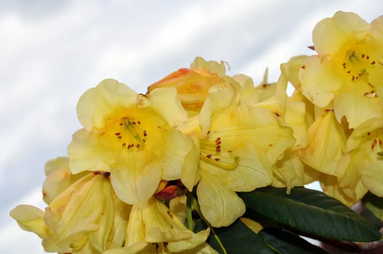 Photo of R. 'Pacific Gold x Sunspray', Rhododendron Hybrid