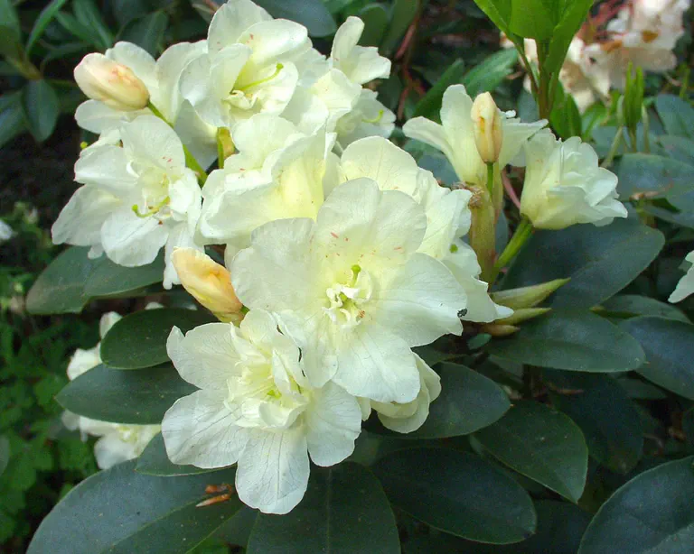 Photo of R. 'Creamy Chiffon', Rhododendron Hybrid