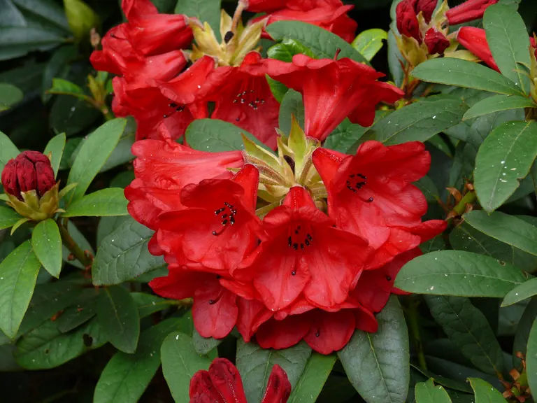 Photo of R. 'Creeping Jenny', Rhododendron Hybrid