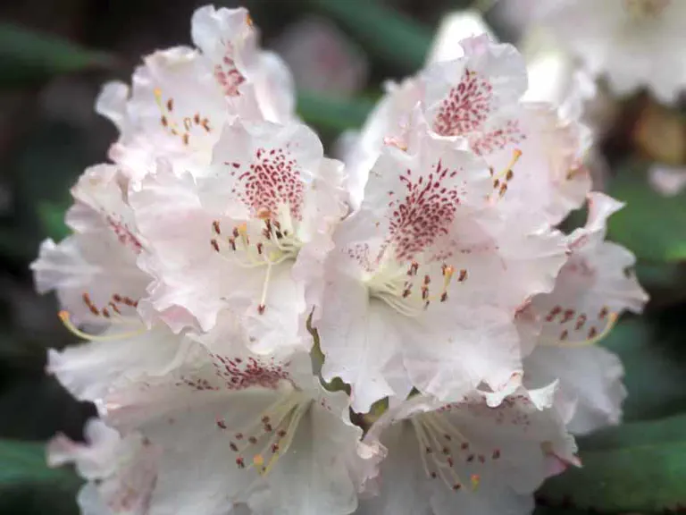 Photo of R. 'Hypermax', Rhododendron Hybrid