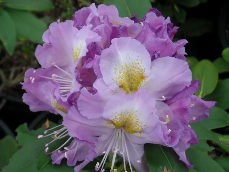 Photo of R. 'Aunt Mildred', Rhododendron Hybrid