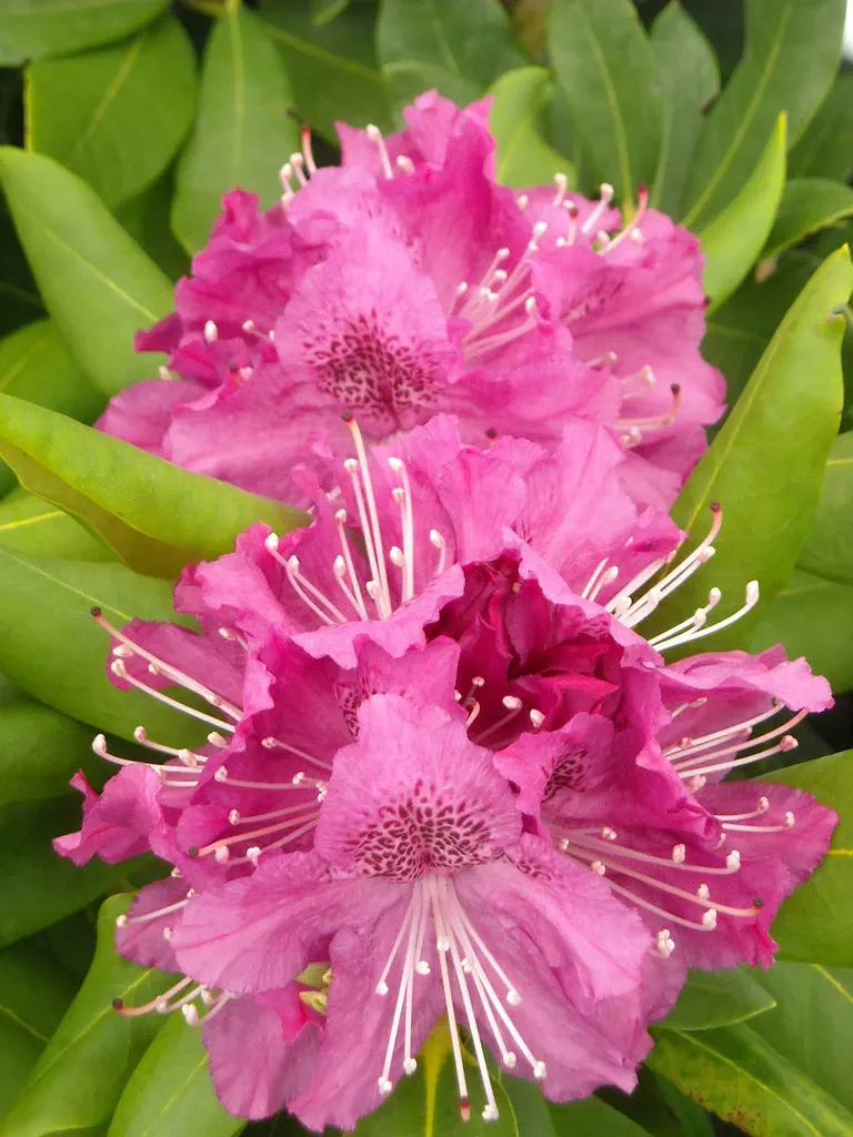 Photo of R. 'Flapper', Rhododendron Hybrid
