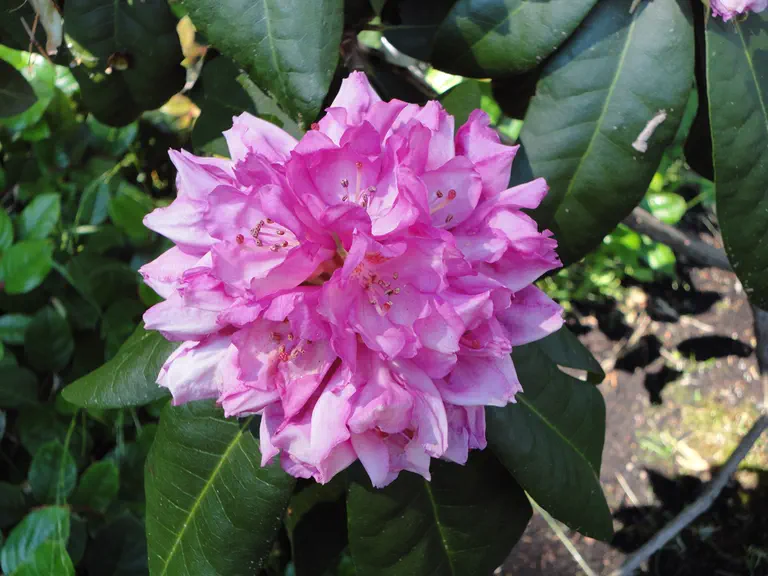 Photo of R. 'Grace Sweeney', Rhododendron Hybrid