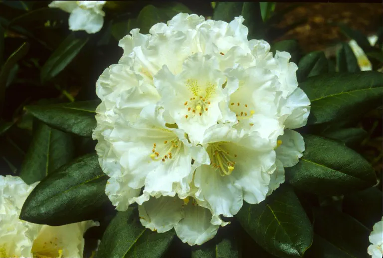 Photo of R. degronianum ssp heptamerum var kyomauruense 'Silver Frost', Rhododendron Species Selection