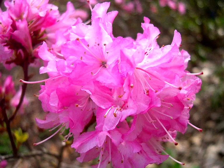 Photo of R. 'Anna Baldsiefen', Rhododendron Hybrid