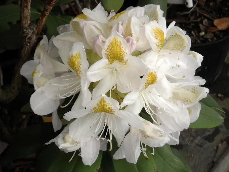 Photo of R. 'Spirited', Rhododendron Hybrid
