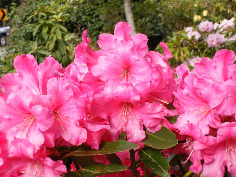 Photo of R. 'Fragrant Red', Rhododendron Hybrid
