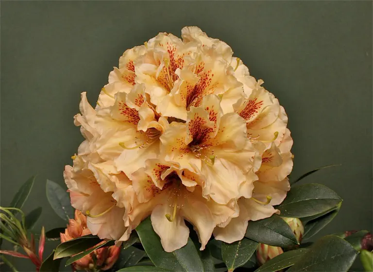 Photo of R. 'Copper Dust', Rhododendron Hybrid