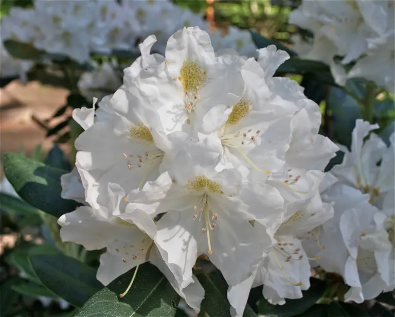 Photo of R. 'Ice Ballet', Rhododendron Hybrid