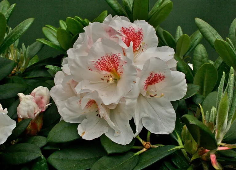 Photo of R. 'Ivory Spice', Rhododendron Hybrid