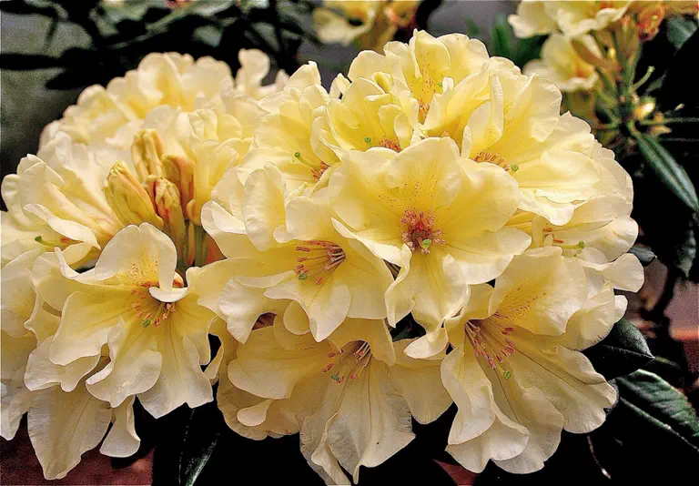 Photo of R. 'Lemon Charm', Rhododendron Hybrid
