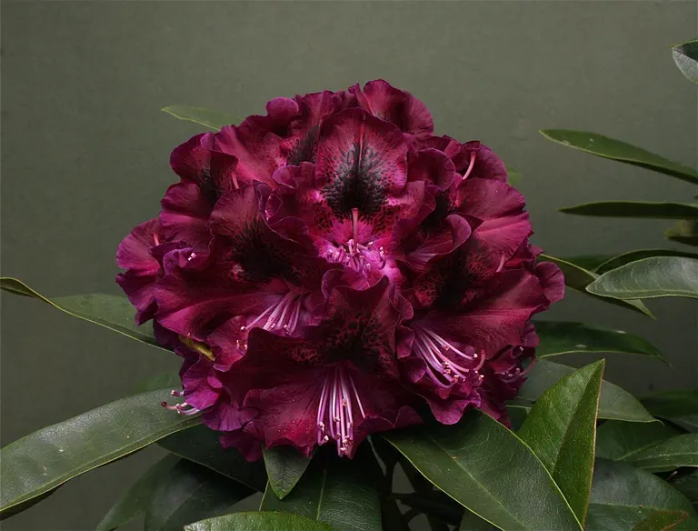 Photo of R. 'Night Music', Rhododendron Hybrid