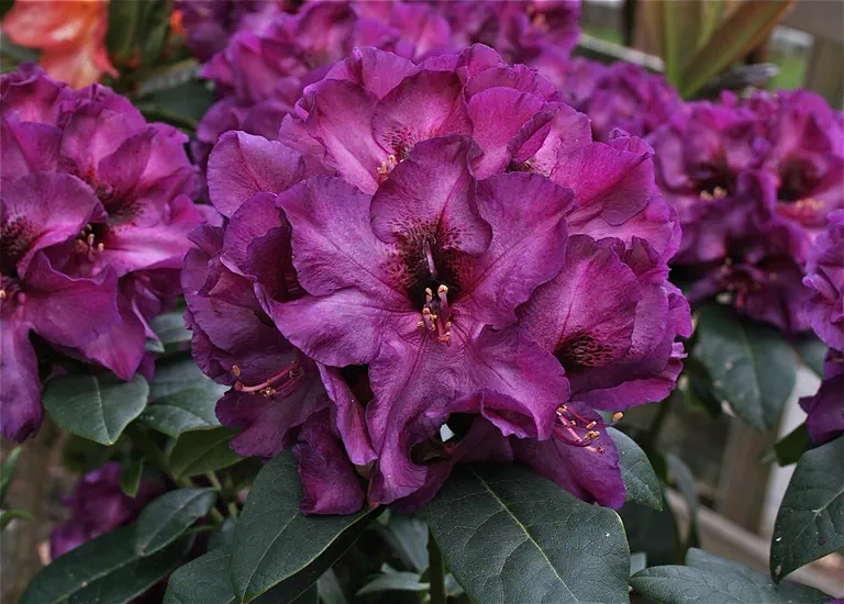 Photo of R. 'Purple Embers', Rhododendron Hybrid