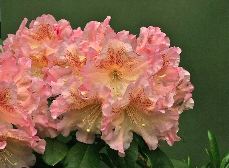 Photo of R. 'Saralynn', Rhododendron Hybrid
