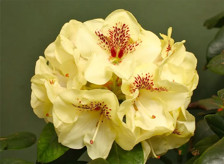 Photo of R. 'Singing Sun', Rhododendron Hybrid