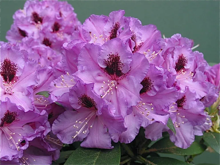 Photo of R. 'Violet Touch', Rhododendron Hybrid