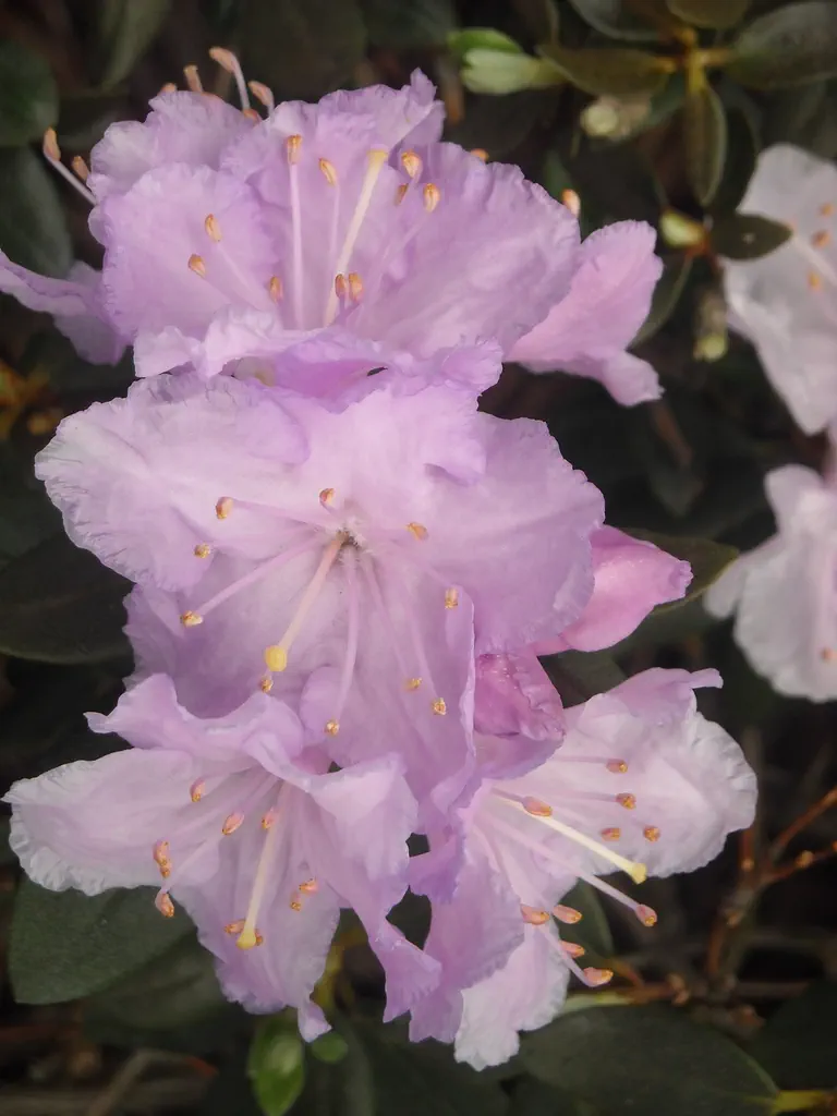 Photo of R. 'Biloxi Blues', Rhododendron Hybrid