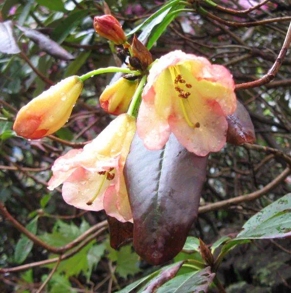 Photo of R. 'Ming Toy', Rhododendron Hybrid