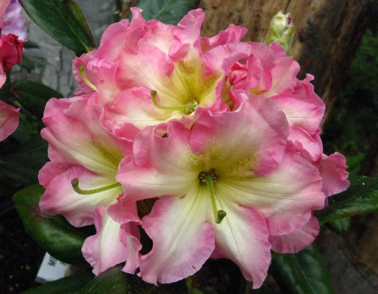 Photo of R. 'Melrose Flash', Rhododendron Hybrid