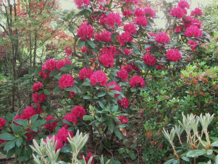 Photo of R. 'Tony', Rhododendron Hybrid
