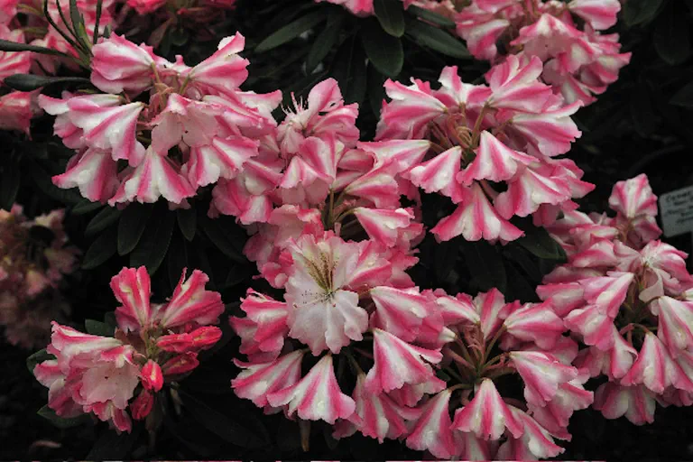 Photo of R. 'Lem's Cameo x Ken Janeck', Rhododendron Hybrid