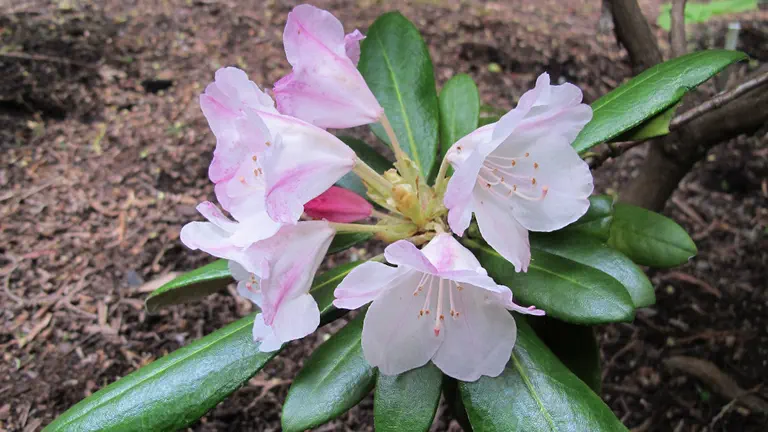 Photo of R. 'Mary Greig 159', Rhododendron Hybrid