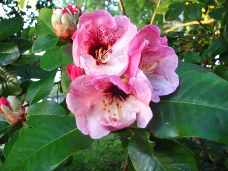 Photo of R. 'Rotauge', Rhododendron Hybrid