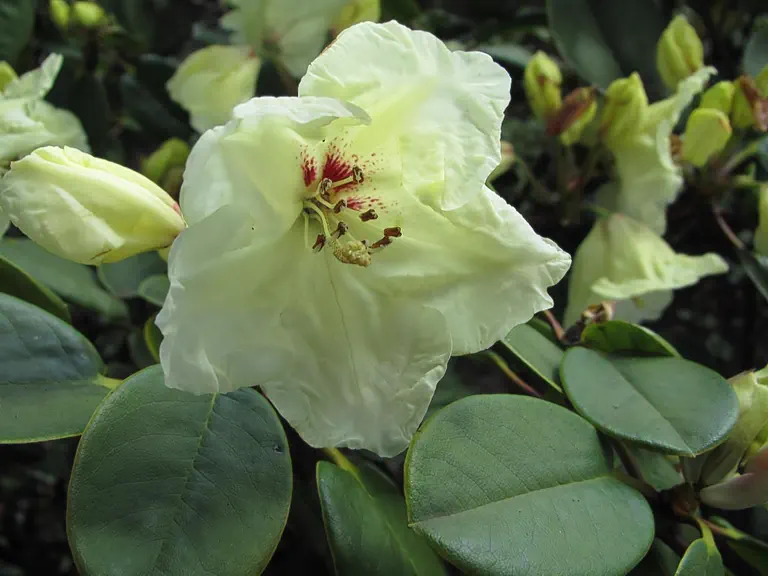 Photo of R. 'Herbert Tönjes', Rhododendron Hybrid