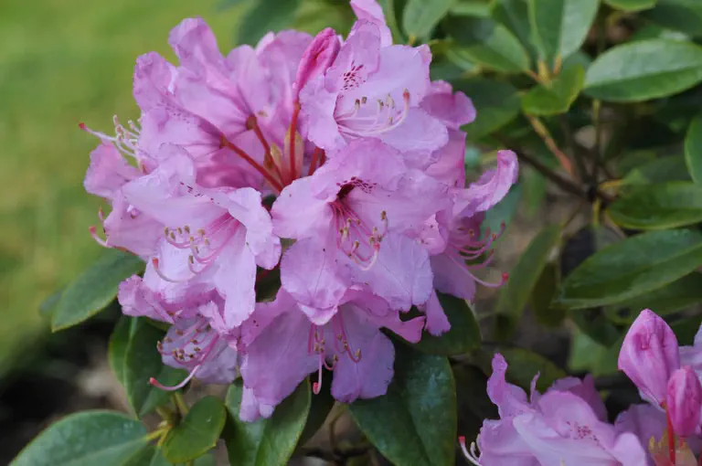 Photo of R. 'Dot Gibson', Rhododendron Hybrid
