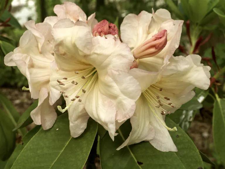 Photo of R. 'Hal Bruce', Rhododendron Hybrid