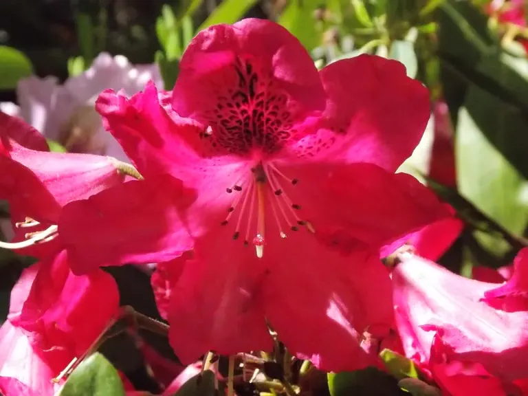 Photo of R. 'Tripoli', Rhododendron Hybrid